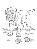 coloriage chien shar pei